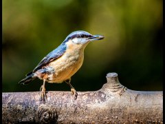 Eileen Jones-Nuthatch-Very Highly Commended.jpg